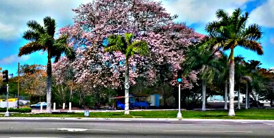Large cherry blossom tree I noticed while stopped at the red light